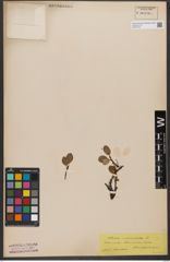 Foto von Salix reticulata L.
